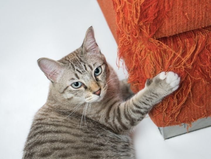 Pet Behaviorists in Stahlstown